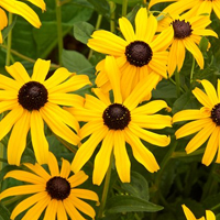 native-plants