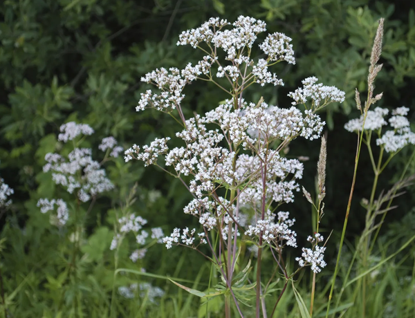 AniseAniseed