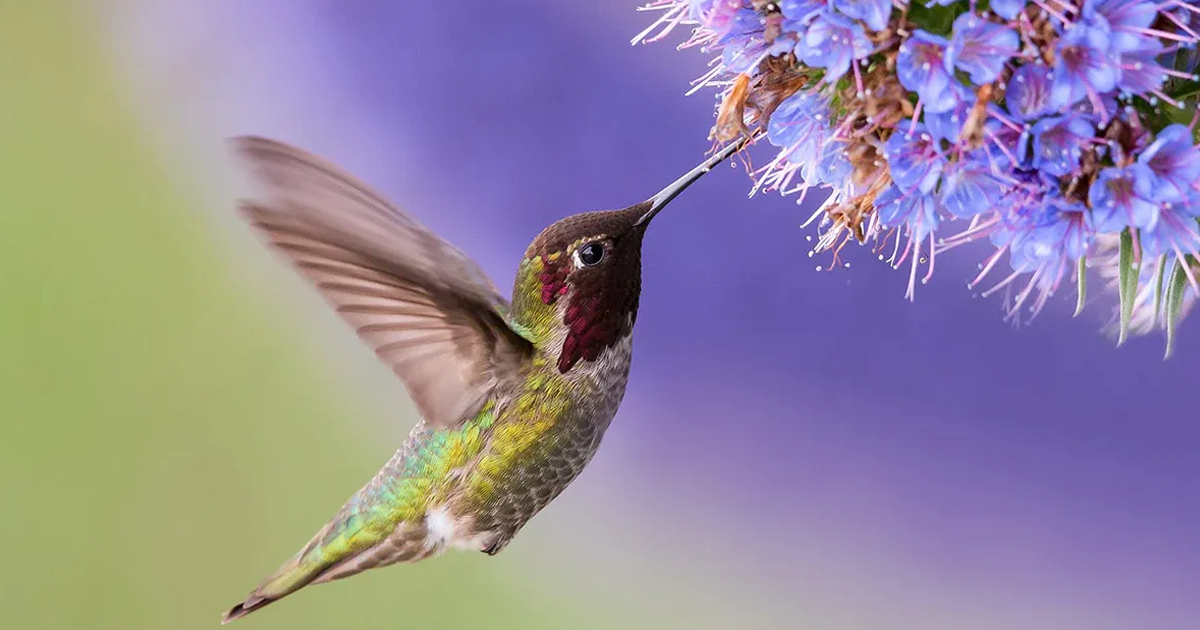 Are Birds Pollinators: Bird Pollinated Flowers