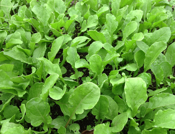 Arugula