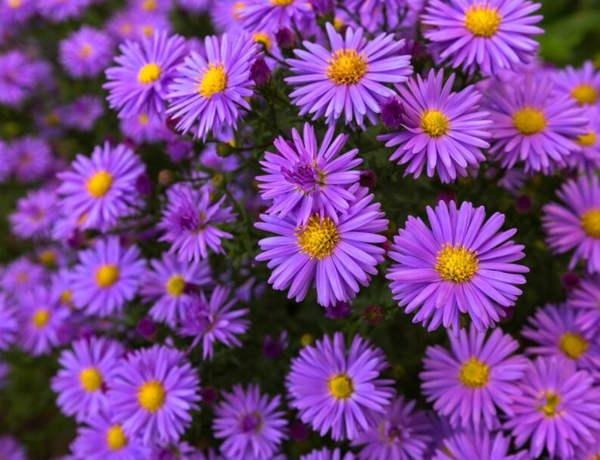 Aster