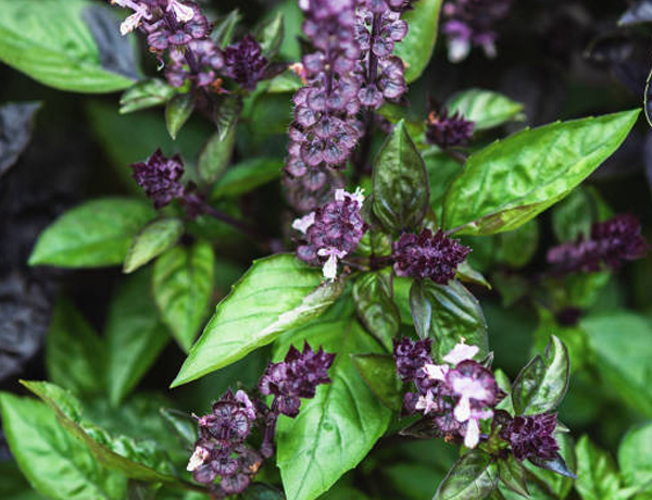 Basil