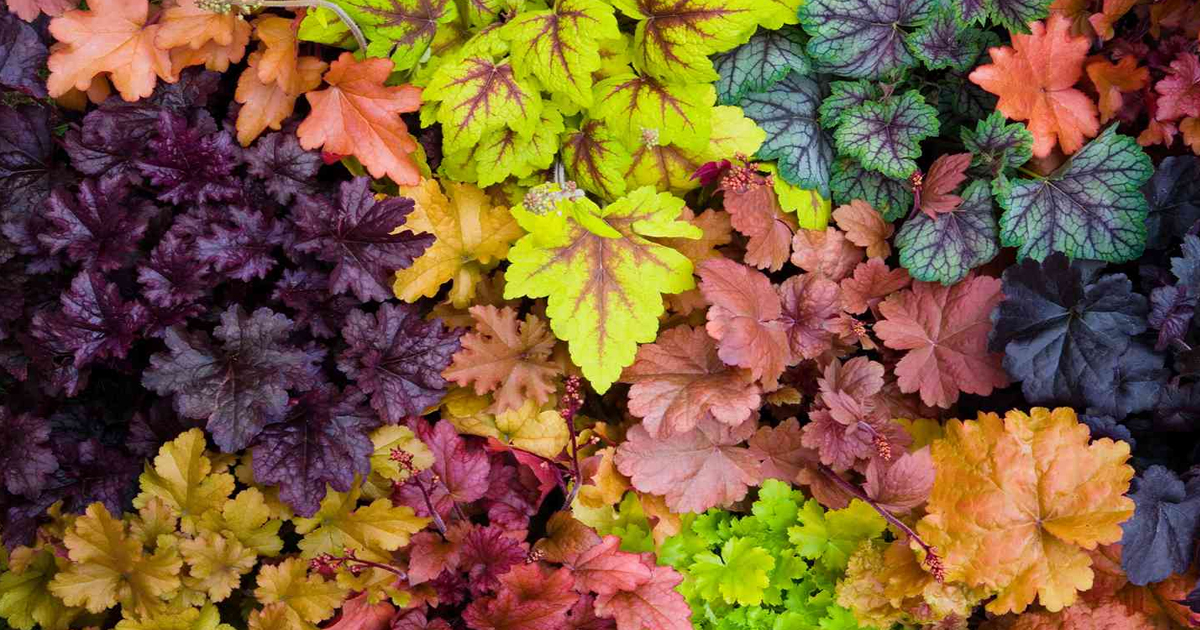 Best Groundcover Plants To Prevent Weeds