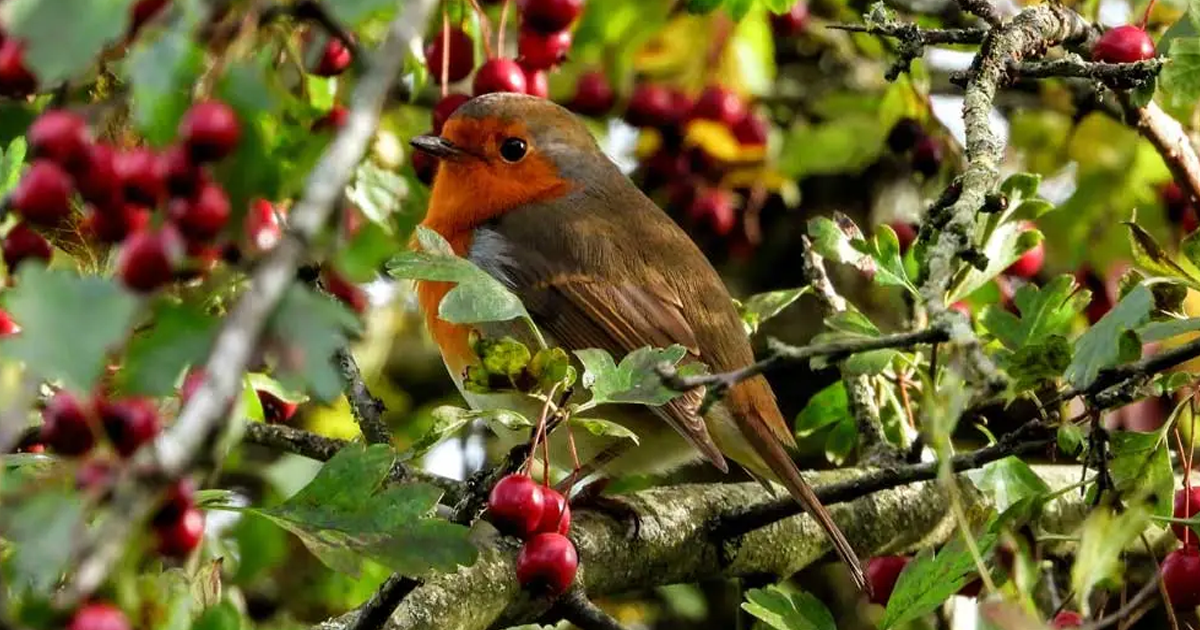 Birds Eating My Flowers: Why Do Birds Eat Flower Buds