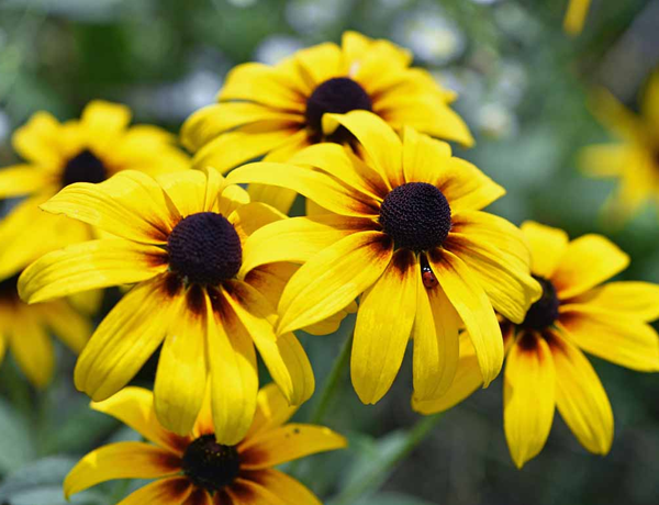 Black-Eyed-Susan