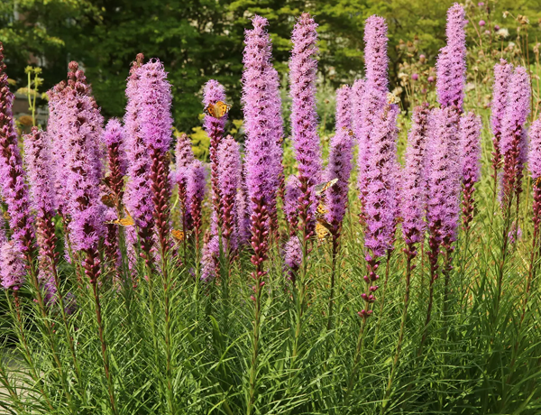 Blazing-Star