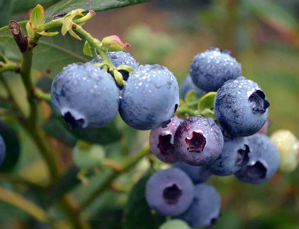 Blueberry