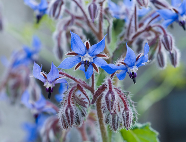 Borage