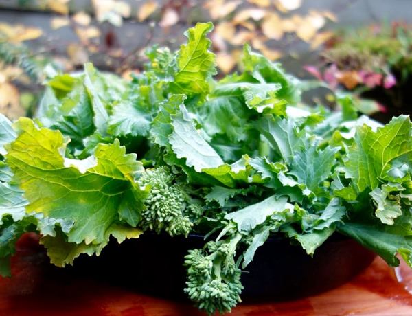 Broccoli-Rapini-Raab