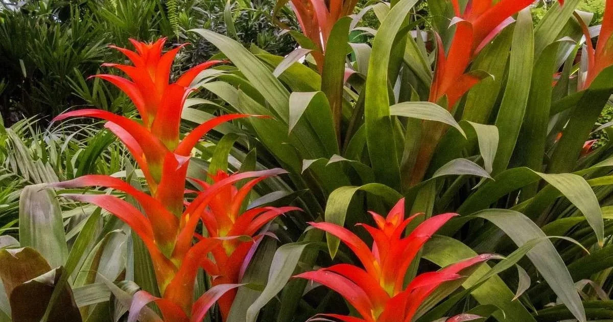 Bromeliad Plant Problems: Common Problems With Bromeliads