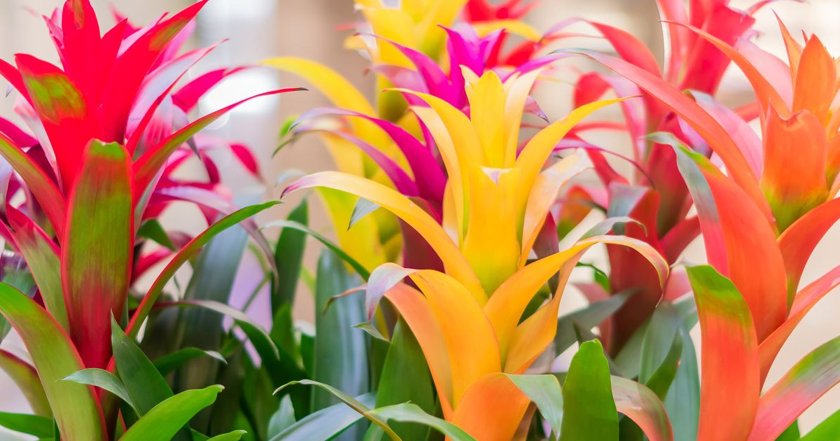 Bromeliad Propagation – Learn How To Grow Bromeliad Pups