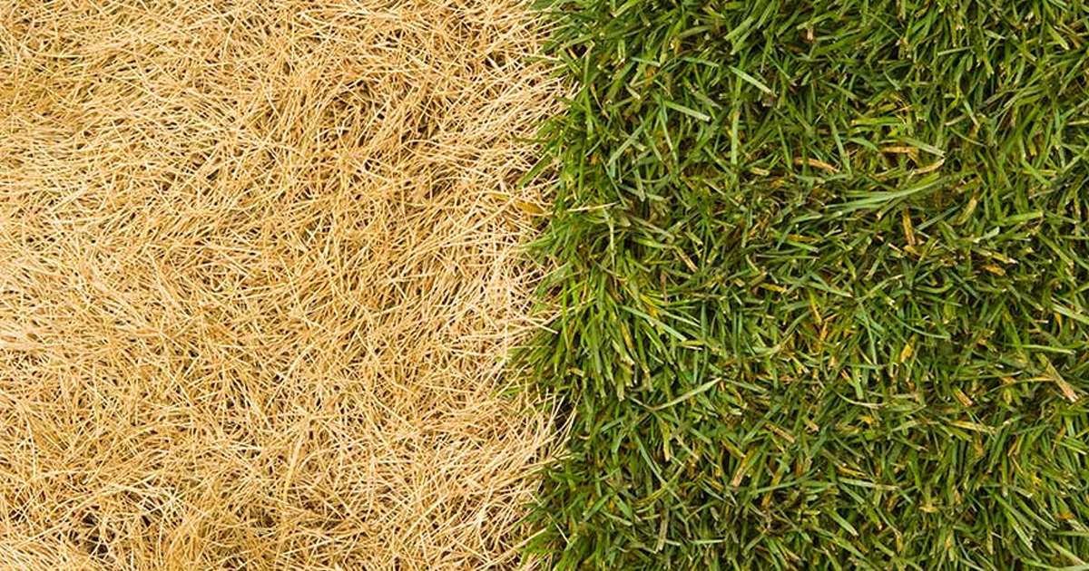 Brown Lawn Care: Reasons For Dying Grass And How To Treat