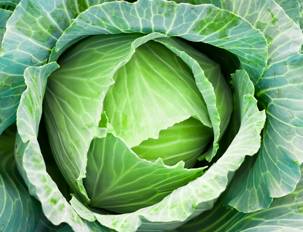 Cabbage