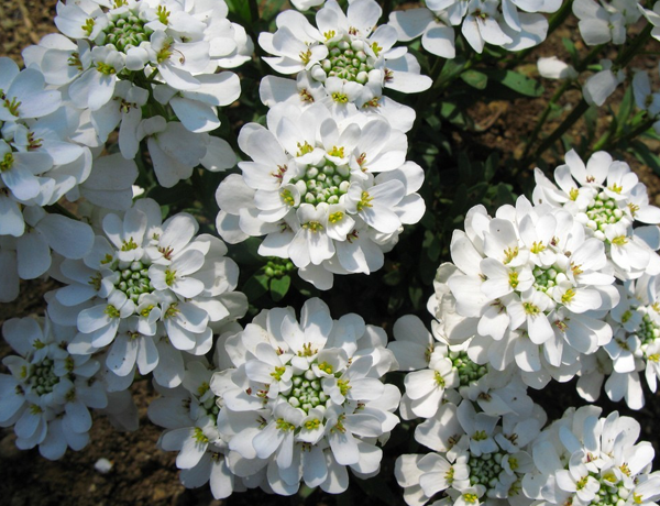 Candytuft