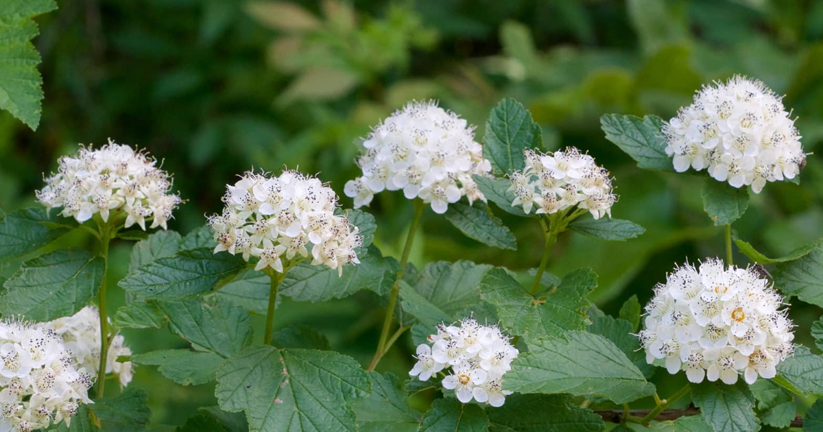 Caring For Physocarpus Ninebark – How To Grow A Ninebark Bush