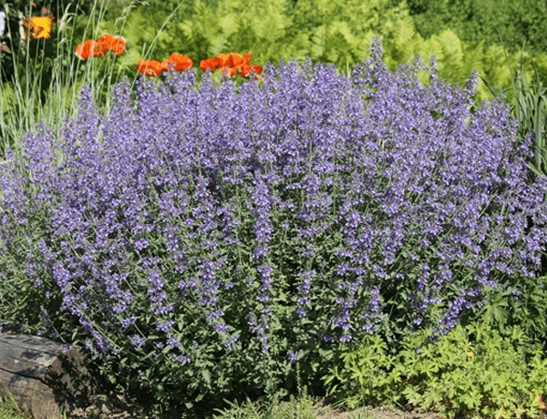 Catmint
