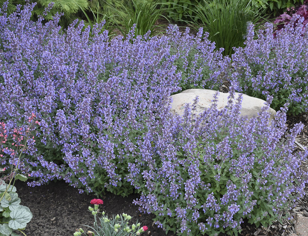 Catmint
