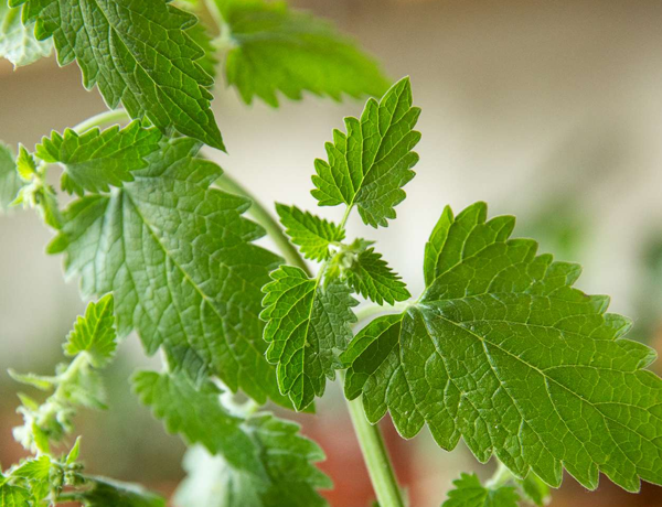 Catnip