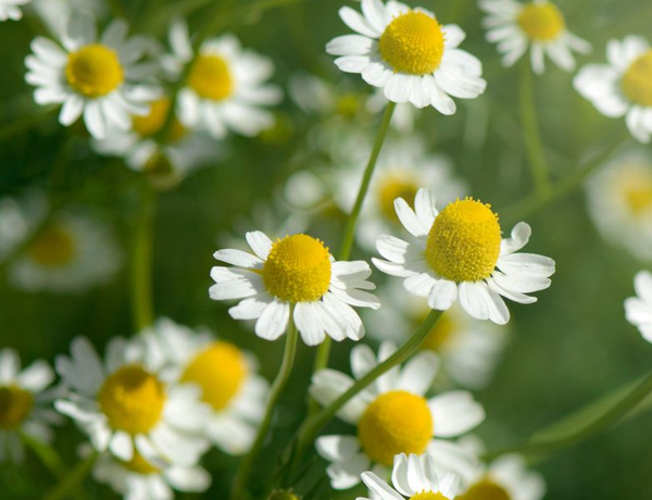 Chamomile