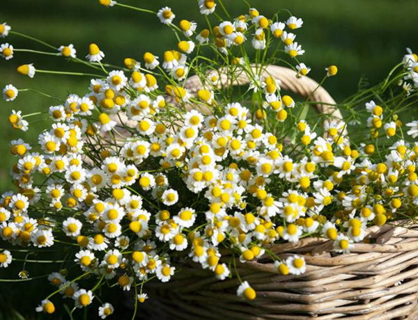 Chamomile