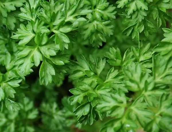 Chervil-(French-parsley)