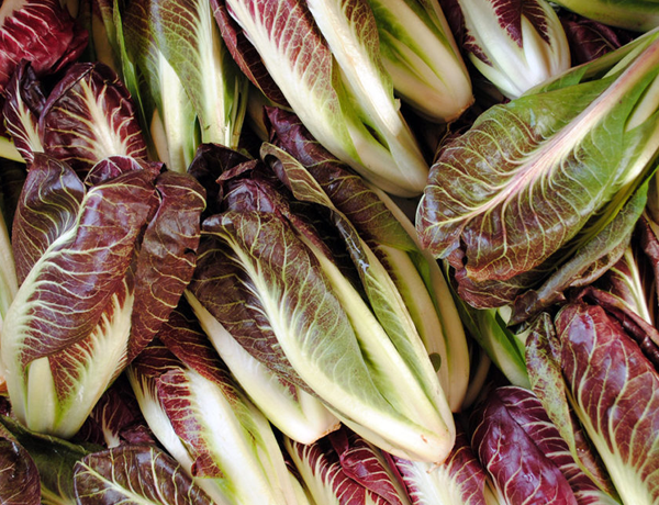Chicory