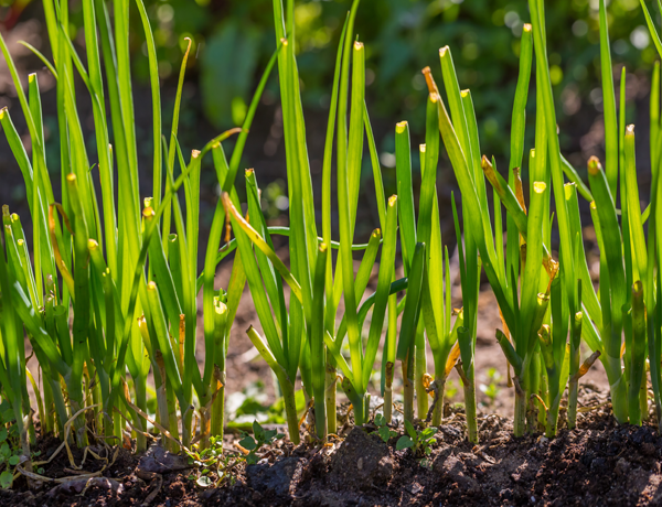 Chive
