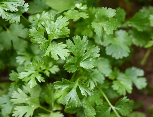 Cilantro