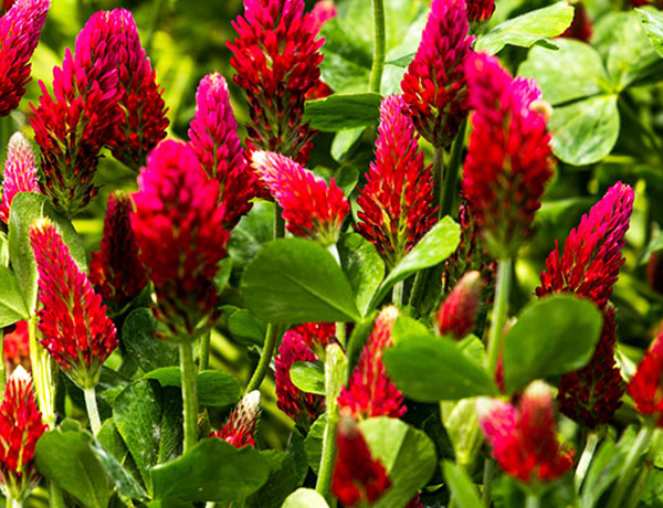 Clover,-Red-Crimson