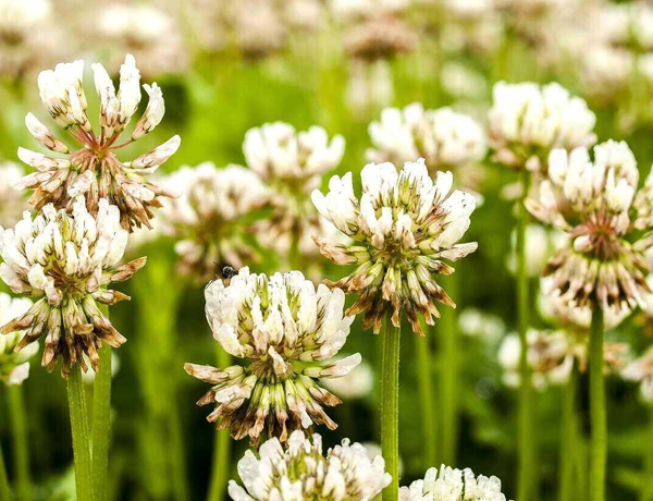 Clover,-White-Dutch