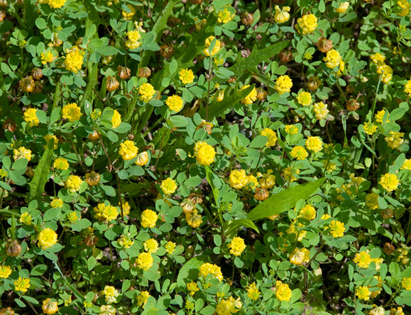 Clover,-Yellow