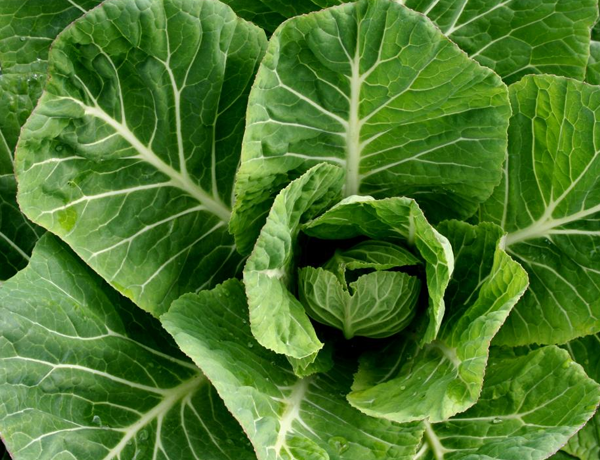 Collard-Greens
