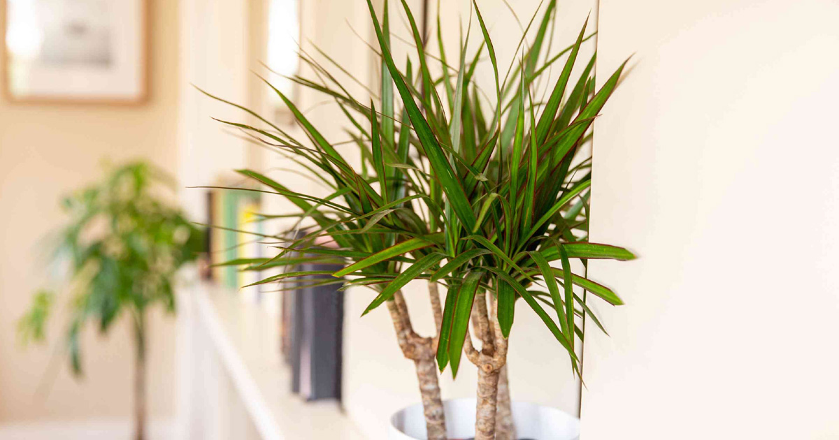 Common Dracaena Problems – What’s Wrong With My Dracaena Plant