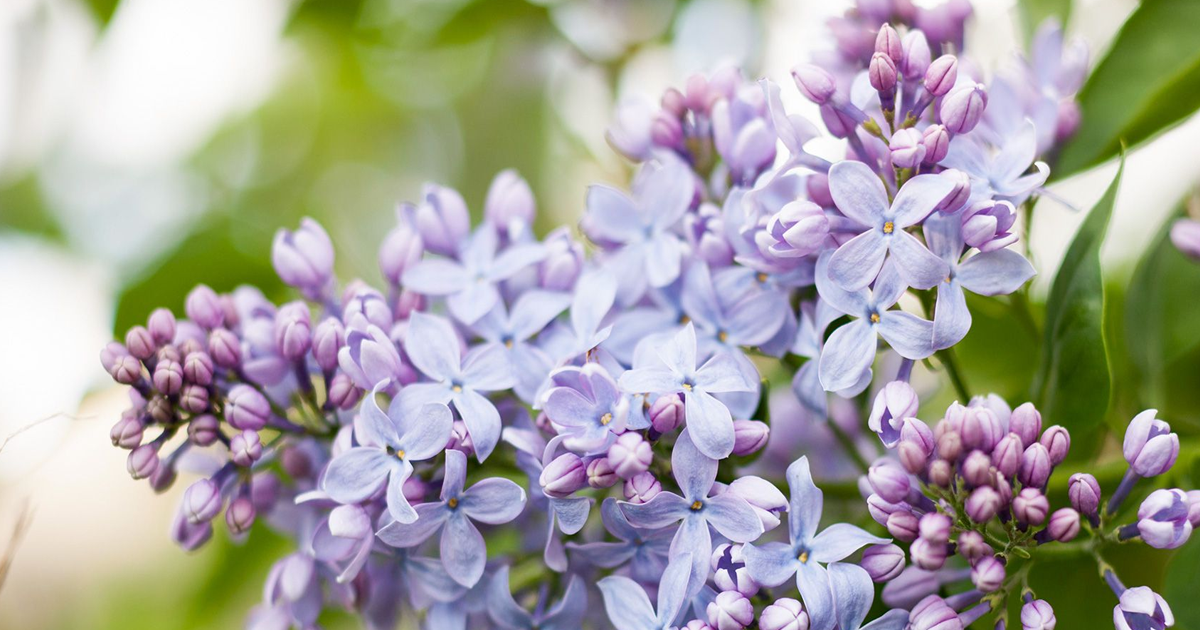 Common Lilac Varieties: What Are Different Types Of Lilac Bushes