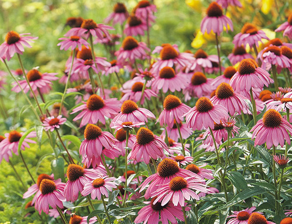 Coneflower