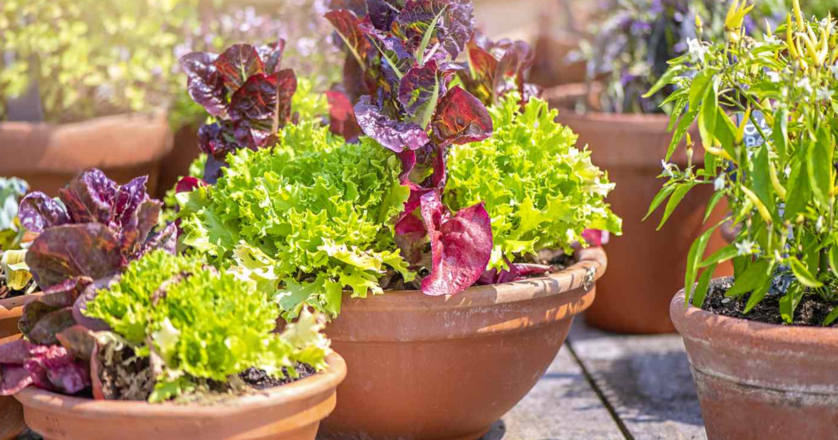 Container Vegetable Plants: Suitable Vegetable Varieties For Containers