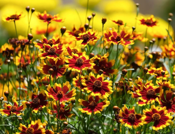 Coreopsis