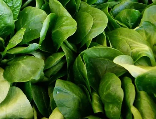 Corn-Salad-(MacheLamb's-Lettuce)