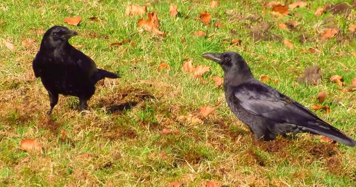Crow Damage To Lawns – Why Are Crows Digging In Grass