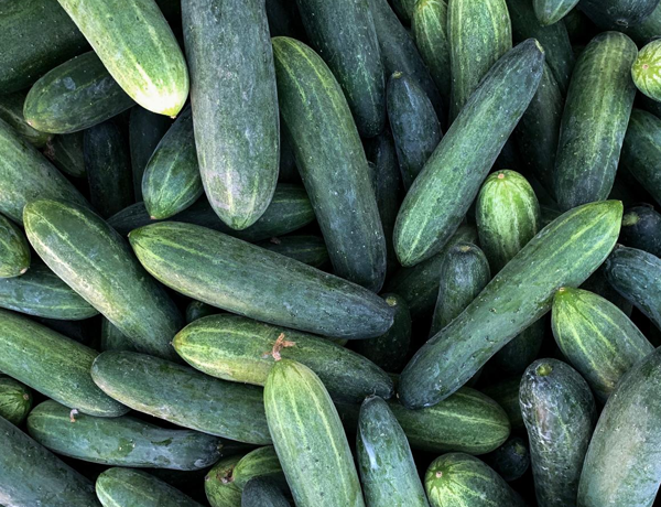 Cucumber