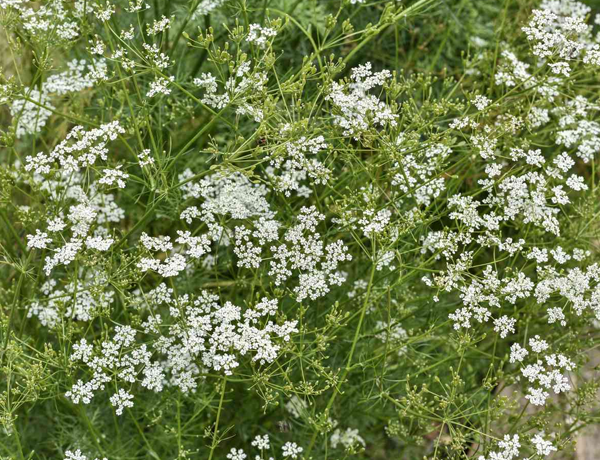 Cumin