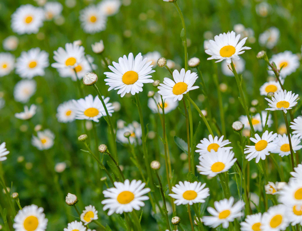 Daisy