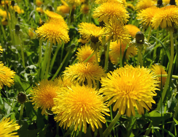 Dandelion