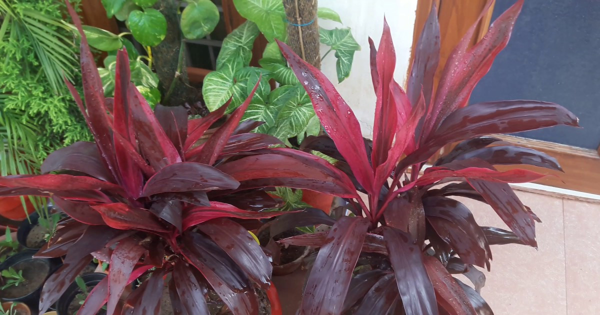 Dracaena Care: How To Grow A Dracaena As A Houseplant