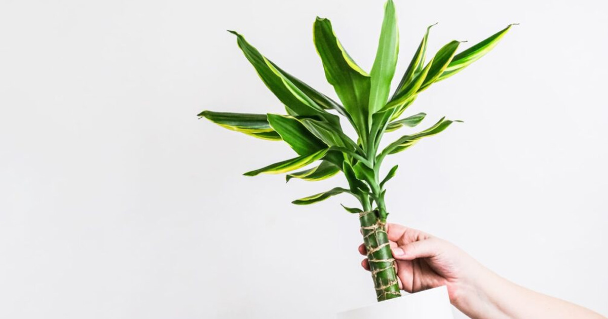 Dracaena Pest Control – Learn About Bugs That Eat Dracaena Plants