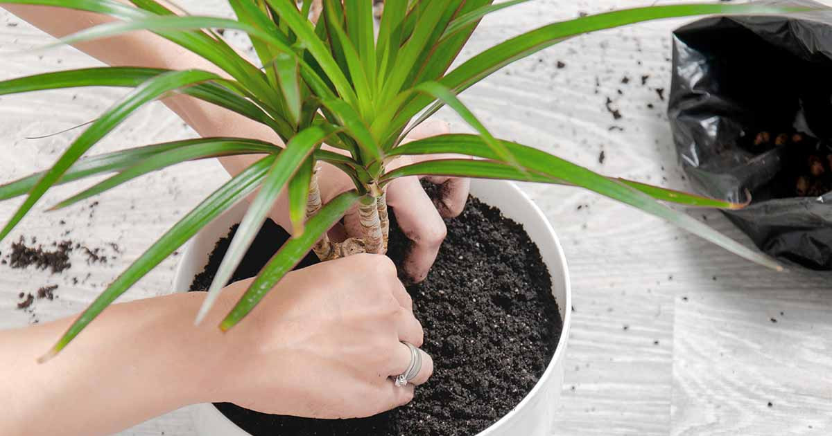 Dracaena Plant Irrigation Guide: Learn When To Water Dracaenas