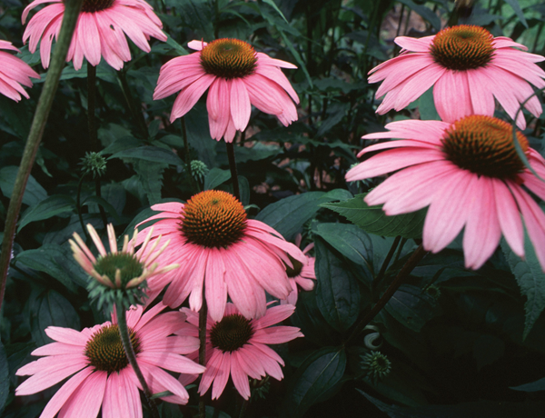 Echinacea