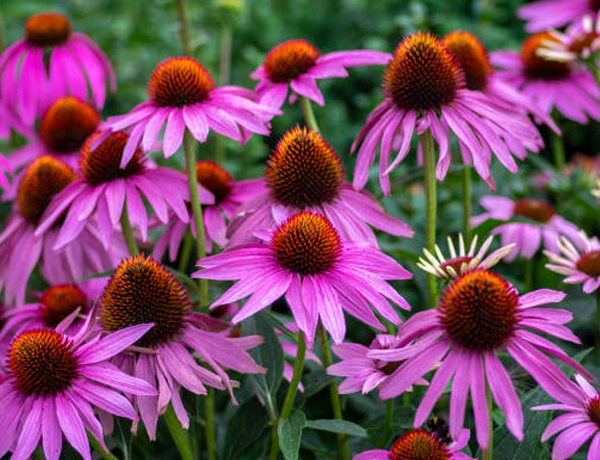 Echinacea