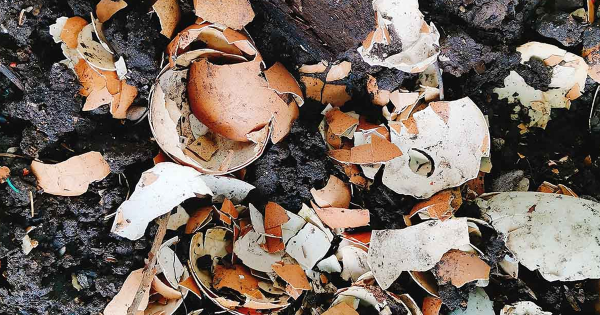 Eggshells In The Garden: Using Eggshells In Soil, Compost And As Pest Control