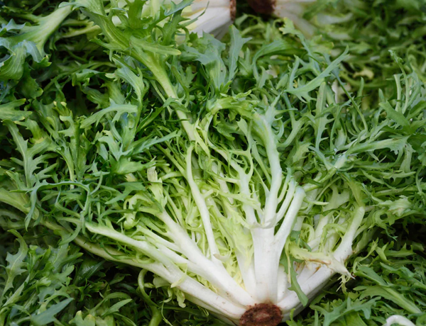 Endive